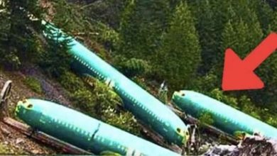 Photo of Lost Planes Found After Decades – Researchers Burst Into Tears When They See What’s Inside