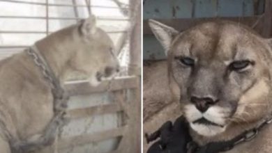 Photo of Circus lion was locked up for 20 long years, now watch his reaction when he’s released