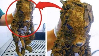 Photo of Woman Thought She Freed A Puppy From The Mud But It Was Not A Puppy at All