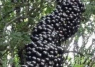 Photo of This strange looking fruit has the most unknown secret health benefit in the world