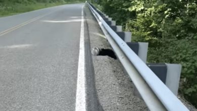 Photo of Baby Animal With Jar On Head Waits By The Road For Someone To Help