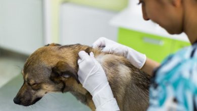 Photo of Dog mango worm symptoms, causes, and treatments