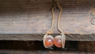 Photo of If you see this hanging from the rafters of your home, here’s what it means