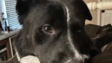 Photo of Dog wakes sleeping family up in the middle of the night…