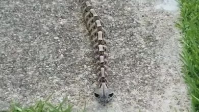 Photo of At first, when I saw this creature, I thought it was merely a toy resembling…