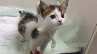 Photo of One-of-a-kind cat found in dumpster is as rare as a unicorn