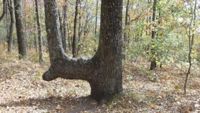 Photo of If You See A Bent Tree In The Forest, Start Looking Around Immediately