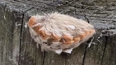 Photo of It would be wise to run if you see fur like this in the forest