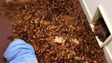 Photo of New House Smells Strange So Man Checks Vents And Find This