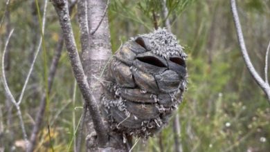 Photo of Woman Sees What She Thought Was A Happy Bird, Then Suddenly Realises It’s Something Else