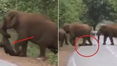 Photo of They blocked off the road after realizing what this elephant was carrying with its trunk