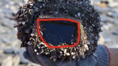 Photo of While cleaning the beach with his friends, an 11-year-old receives a wonderful surprise…