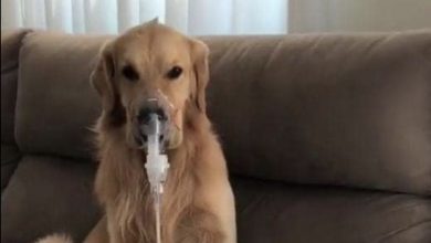 Photo of A Golden Journey: Will the Golden Retriever Survive this battle?
