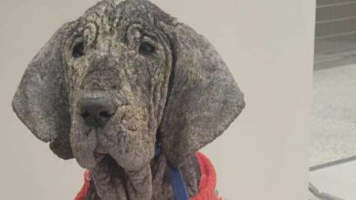 Photo of Peaches, severely neglected dog taken in by North Carolina shelter, has died — rest in peace