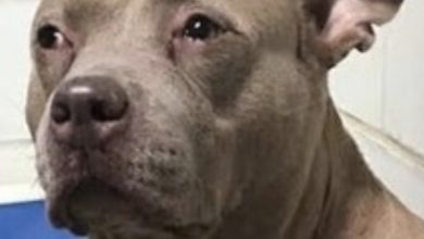 Photo of Depressed pit bull filmed ”crying” at shelter after being used for breeding then dumped