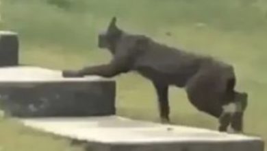 Photo of Black Canada Lynx caught on camera for the first time…