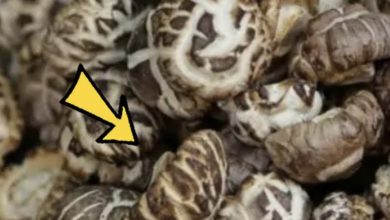 Photo of Daughter Discovers Strange Eggs Under Her Bed, Causing Her Family To Leave The Home