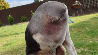 Photo of People Are Confused Over This Photo Of A ‘Headless’ Dog
