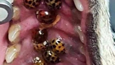 Photo of Unveiling Mysteries: 18 Intriguing Facts About Human Blood