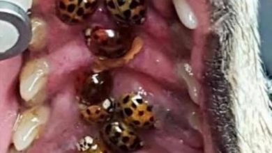 Photo of Unveiling Mysteries: 18 Intriguing Facts About Human Blood
