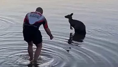 Photo of Brave bystander saves kangaroo from freezing lake but has no clue he’s about to get the thank you of a lifetime