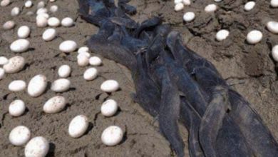 Photo of Farmer Finds Hundreds Of Strange Eggs In His Crops – But When They Hatch, He Bursts Into Tears