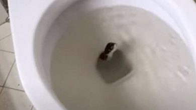 Photo of Man Finds “Snake” In His Bathroom – When Expert Sees It, He Whispers: “That’s Not A Snake…”