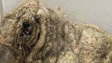 Photo of Shelter rescues neglected dog covered in three pounds of matted fur — he looks completely different after makeover