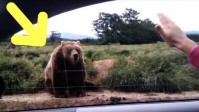 Photo of Woman waves to bear from her car – look at his unexpected response 1 second later