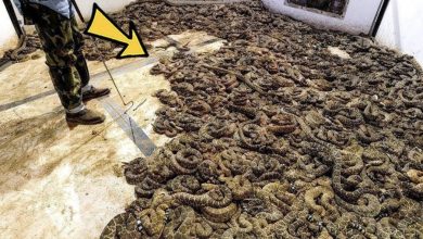 Photo of Man Finds Room Full Of Snakes – He Calls Police When He Realizes They Are Protecting Something