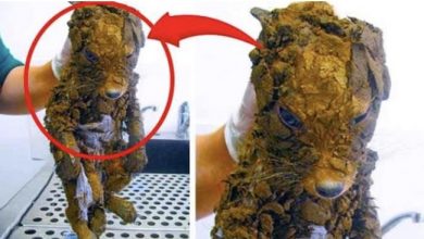 Photo of Woman Thought She Freed A Puppy From The Mud – Vet Is Shocked Realizing What It Really Is
