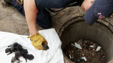 Photo of Firemen save 8 Labrador pups from drain: Then they realise they’re not dogs at all