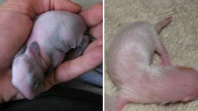 Photo of The teenager received an unexpected visitor at his door…