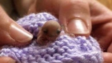 Photo of The feathertail glider is the smallest gliding marsupial in the world, named for its long feather-shaped tail