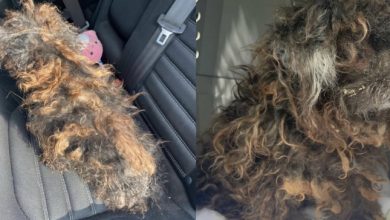 Photo of Rescue takes in severely matted dog who looks like a wig — today she’s unrecognizable