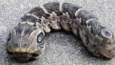 Photo of She started screaming as soon as she discovered the bizarre creature!