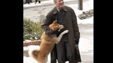Photo of Rare Photos Of Hachiko Patiently Waiting For His Owner Have Surfaced And It’s Heartbreaking To See