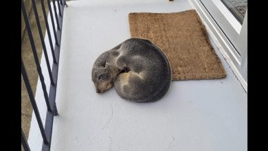 Photo of Family discovers an unexpected animal napping on their porch…
