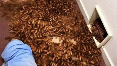Photo of New House Smells Strange So Man Checks Vents And Find This