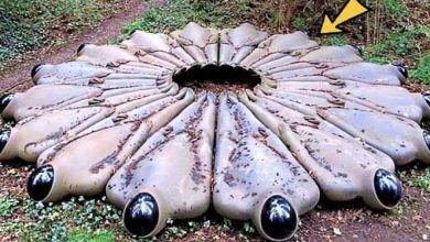 Photo of Woman Finds This Strange Object In Forest, Mouth Falls Open After Realising What It Is