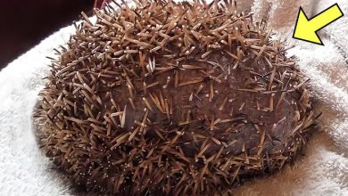Photo of Man Screamed When He Found This Ball In The Kitchen, Looking Close He Saw Something Weird