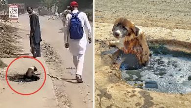 Photo of The helpless dog stuck in the drain mews desperately for aid, callously overlooked by pedestrians, an alarming predicament requiring immediate intervention