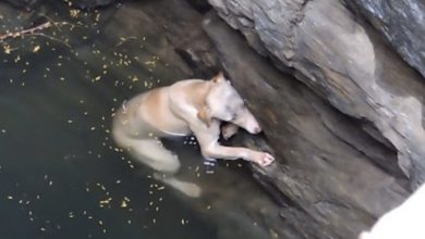 Photo of A Tale of Rescue, Renewal, and Unyielding Hope: A drowning dog’s desperate plea is answered in a touching story that inspires us with the transformative power of compassion and resilience