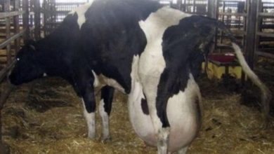Photo of Farmers Were Amazed by the Unique Birth