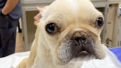 Photo of Thankfully, a good-hearted girl adopted the poor dog, who had been battered so badly that it was paralyzed on its rear legs.