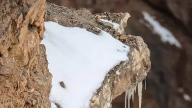 Photo of The Internet Is Losing It Over This Hidden Leopard In The Snow Picture
