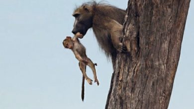 Photo of Tiny Baboon Falls Into Lion’s Lap