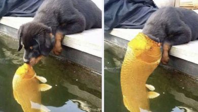 Photo of “Unlikely Companionship: Daily Meetings Between a Dog and Golden Koi Reveal the Beauty of ᴜnexрeсted Bonds”