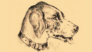Photo of “Optical Illusion Vision Test”: Find Dog’s Master in 7 Seconds!