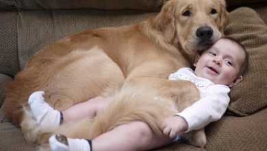 Photo of AK It’s wonderful that Luxy has become a dedicated “babysitter,” playing and gently lulling the baby to sleep when the mother is away. This not only endears Luxy to everyone but also deepens people’s affection for the adorable world of animals.